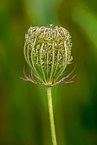 Wild carrot (Daucus carota) fruit cluster containing oval fruits with hooked spines, Belgium. August.