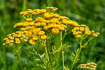 Tansy / Common tansy (Tanacetum vulgare) in flower, Belgium. August.