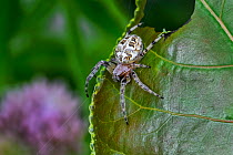 Furrow spider / Furrow orb spider (Larinioides cornutus) on leaf, Belgium. August.