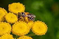 Plasterer bee / Davies' colletes (Colletes daviesanus) collecting pollen and pollinating Tansy (Tanacetum vulgare) in flower, Belgium. August.