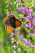 Small copper / Common copper (Lycaena phlaeas) butterfly on Common heather (Calluna vulgaris), Belgium. August.