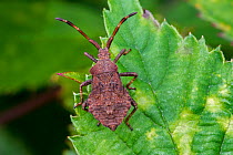 Dock bug (Coreus marginatus) older nymph with distinct abdominal scent glands and visible wingbuds on leaf, Belgium. August.