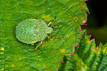 Green shield bug / Green stink bug (Palomena prasina) nymph on leaf, Belgium. August.