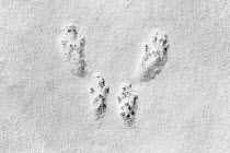 Red squirrel (Sciurus vulgaris) footprints in snow showing paw pads, Belgium. February.