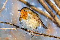 European robin (Erithacus rubecula) with fluffed up feathers perched in tree in falling snow, Belgium. February.