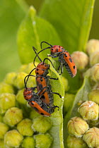 Red milkweed beetles (Tetraopes tetrophthalmus) three on Common milkweed (Asclepias syriaca) mating pair and interloper, Maryland, USA.