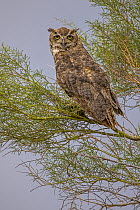 Great horned owl (Bubo virginianus) perched in Parkinsonia (Palo verde) tree, Sonoran Desert, Arizona, USA.