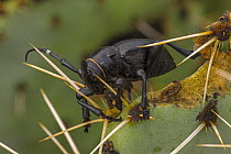 Cactus longhorn beetle (Moneilema gigas) flightless black beetle feeding on Prickly pear cactus (Opuntia sp.) Sonoran Desert, Arizona, USA.