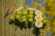 House finch (Carpodacus mexicanus) perched on Saguaro cactus (Carnegiea gigantea) in flower, Sonoran Desert, Arizona.