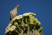 White winged dove (Zenaida asiatica) on Saguaro (Carnegiea gigantea) cactus blossom, Sonoran Desert, Arizona, USA.