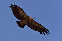 Griffon vulture (Gyps fulvus) flying, Monfrague National Park, Spain. August.