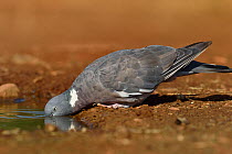 Common wood pigeon (Columba palumbus) drinking from puddle, Castilla La Mancha, Spain. August.