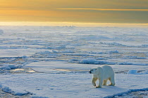 RF - Polar bear (Ursus maritimus) large male walking on pack ice, Svalbard, Norway, Arctic. February. (This image may be licensed either as rights managed or royalty free.)