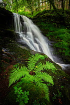 Waterfalls at Blaen-y-glyn, Brecon Beacons National Park, Wales, UK. August.