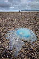 Stranded Barrel jellyfish (Rhizostoma pulmo) on beach, Whiteford Sands, Gower Peninsula, Wales, UK. August.