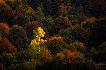 Autumn coloured Aspen (Populus tremula) in broadleaf woodland, Rhodope Mountains, Bulgaria. October.