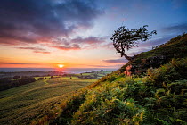Hawthorn (Crataegus monogyna) tree shaped by the prevailing wind, at sunset, The Black Mountains, Brecon Beacons National Park, Wales, UK. August.