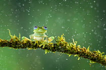 Ghost glass frog (Centrolenella ilex) sitting on moss-covered branch in rainforest, Costa Rica, Central America.