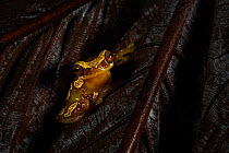 Hourglass treefrog (Dendropsophus ebraccatus) hiding in dead leaf, Cloud Forest, Costa Rica, Central America.