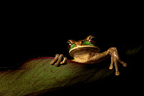 Masked treefrog (Smilisca phaeota) holding on to edge of leaf, Cloud Forest, Costa Rica, Central America.
