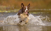 Chocolate border collie (Canis familiaris) playing in water, Maryland, USA. October.