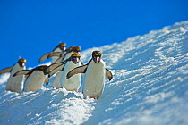 RF - Macaroni penguin (Eudyptes chrysolophus) skiing across glacier, South Georgia. (This image may be licensed either as rights managed or royalty free.)