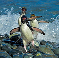RF - Macaroni penguins (Eudyptes chrysolophus) leaping out of surf to land on stony beach, South Georgia. (This image may be licensed either as rights managed or royalty free.)