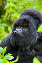 RF - Mountain gorilla (Gorilla beringei) Silverback portrait, Virunga Mountains, Rwanda, Africa. (This image may be licensed either as rights managed or royalty free.)