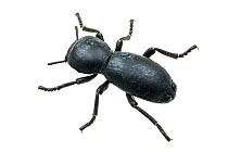 Ironclad beetle (Zopherus xestus) on a white background, Big Bend National Park Texas, USA.