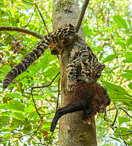 Clouded leopard (Neofelis nebulosa) carrying food up a tree, Assam, India. Captive.