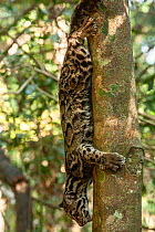 Clouded leopard (Neofelis nebulosa) climbing head-first down a tree, Assam, India. Captive.