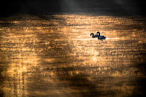 Mute swan (Cygnus olor) swimming on sun-dappled water, Lower Silesia, Poland.