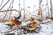 Bramblings (Fringilla montifringilla) feeding on sunflower seeds in a field that could not be cut due to high water levels, Lower Silesia, Poland. Emotion&#39;Ailes Photography Competition 2021, Categ...