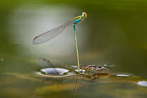 Female Blue riverdamsel (Pseudagrion microcephalum) laying eggs on vegetation under the water with male wings visible above water . Water strider (Gerridae sp.) approaches in search of food, Coochbeha...