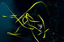 Light trails from Common eastern firefly (Photinus pyralis) in flight at night, Coochbehar, West Bengal, India. Close Up Photographer of the Year competition 2021, Finalist Insect category.