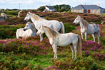 Connemara ponies, Connemara, County Galway, Republic of Ireland. August.