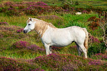Connemara pony, Connemara, County Galway, Republic of Ireland. August.