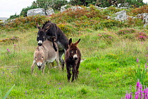 Jenny / female Donkey mounting an adult donkey with foal in foreground in meadow, Republic of Ireland. August.