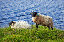 Shetland sheep at Killary Fjord, Connemara, County Galway, Republic of Ireland. August.