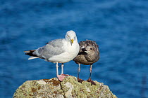 Herring gull (Larus argentatus) with young perched on rock, Republic of Ireland. August.