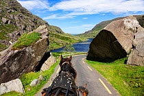 View of horse from cart it is pulling along  Gap of Dunloe Road, Augher Lake, County Kerry, Republic of Ireland. August 2016.