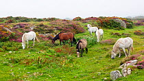 Connemara ponies, Connemara, County Galway, Republic of Ireland. August.