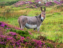 Donkey and Bell heather (Erica cinerea) flowers, Republic of Ireland. August.