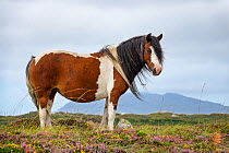 Connemara pony, Connemara, County Galway, Republic of Ireland. August.