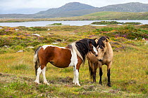 Connemara ponies, two ponies greeting, Connemara, County Galway, Republic of Ireland. August.