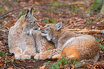 Two Eurasian lynx (Lynx lynx) kittens,aged eight months, , showing affecting to each other, breeding and reintroduction program, Germany. Captive. February.
