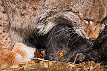 Close-up of Eurasian lynx (Lynx lynx) feeding on dead Nutria (Myocastor coypus), Gerrmany. Captive. March.