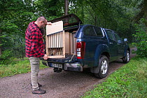 Keeper closing cage holding Eurasian lynx (Lynx lynx) to be transported and released in Polish nature reserve, breeding and reintroduction program, Germany. Captive. June.