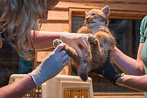 Vet doing a check-up on Eurasian lynx (Lynx lynx) kitten, aged five weeks, breeding and reintroduction program, Germany. Captive. July.