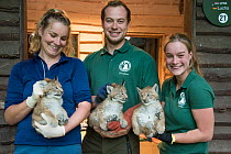 Keepers holding three Eurasian lynx (Lynx lynx) kittens, age five weeks, having been just checked by vet, chipped and given necessary vaccinations, breeding and reintroduction program, Germany. Captiv...